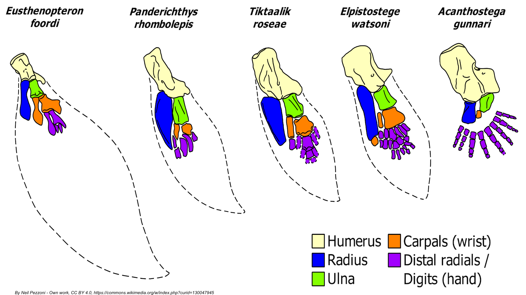 Why-Humans-Have-Five-Fingers